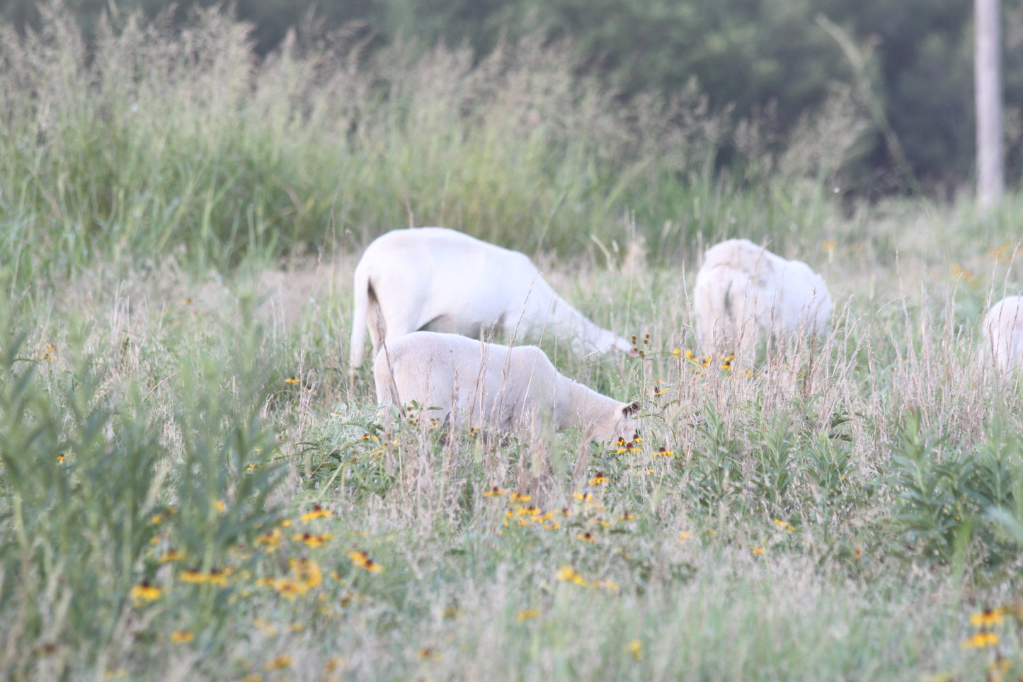 Ground Lamb