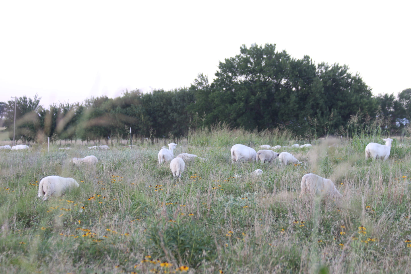 Ground Lamb