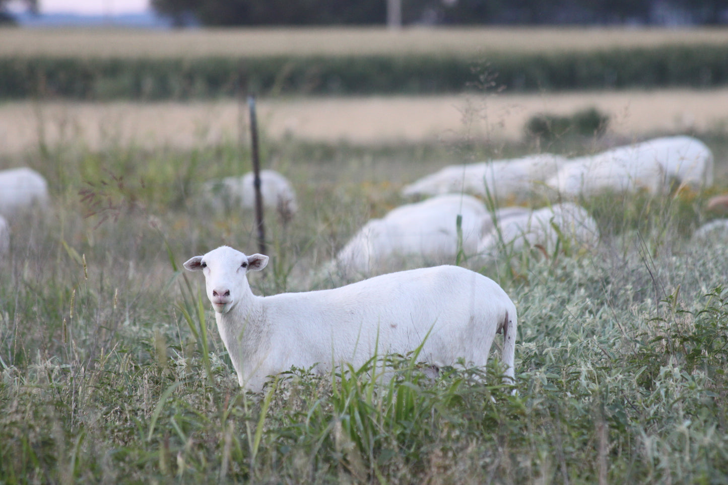Ground Lamb