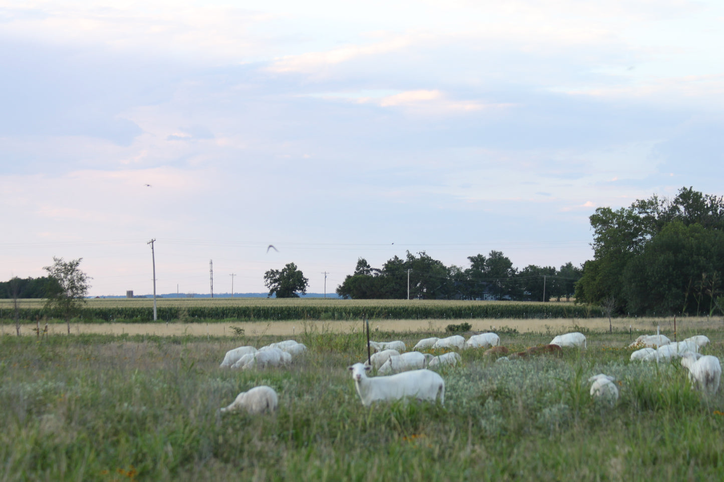 Ground Lamb