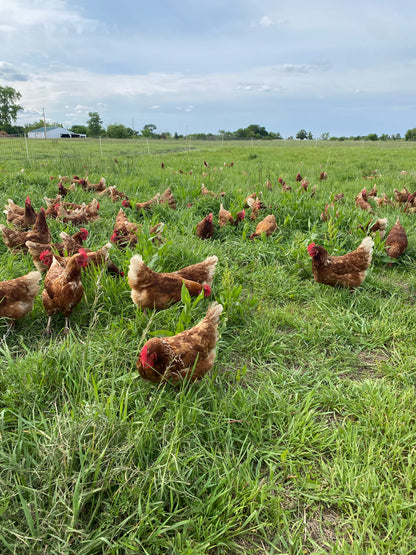 Pasture-Raised Brown Eggs, 1 Dozen