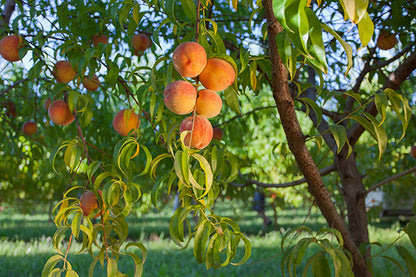 Palisade Colorado Peaches