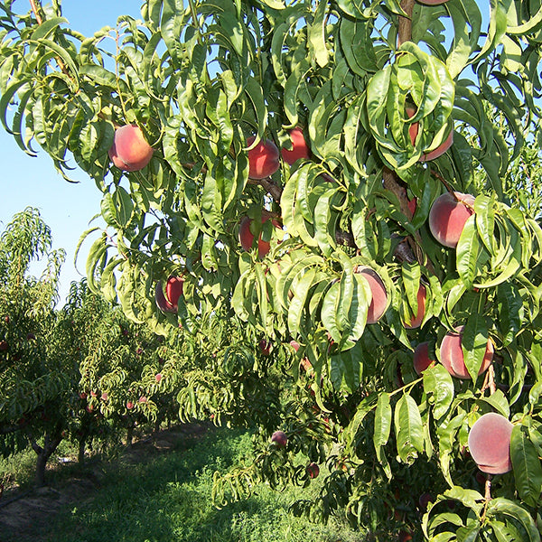 Palisade Colorado Peaches