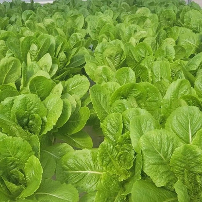 Lettuce