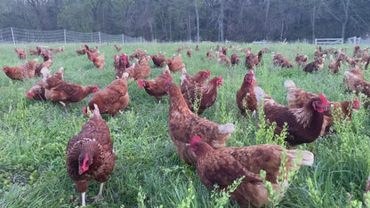 Pasture-Raised Brown Eggs, 1 Dozen